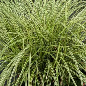 Carex brunnea 'Jubilo'®