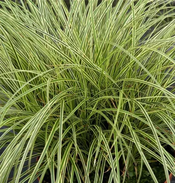 Carex brunnea 'Jubilo'®