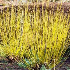 Cornus stolonifera 'Flaviramea'