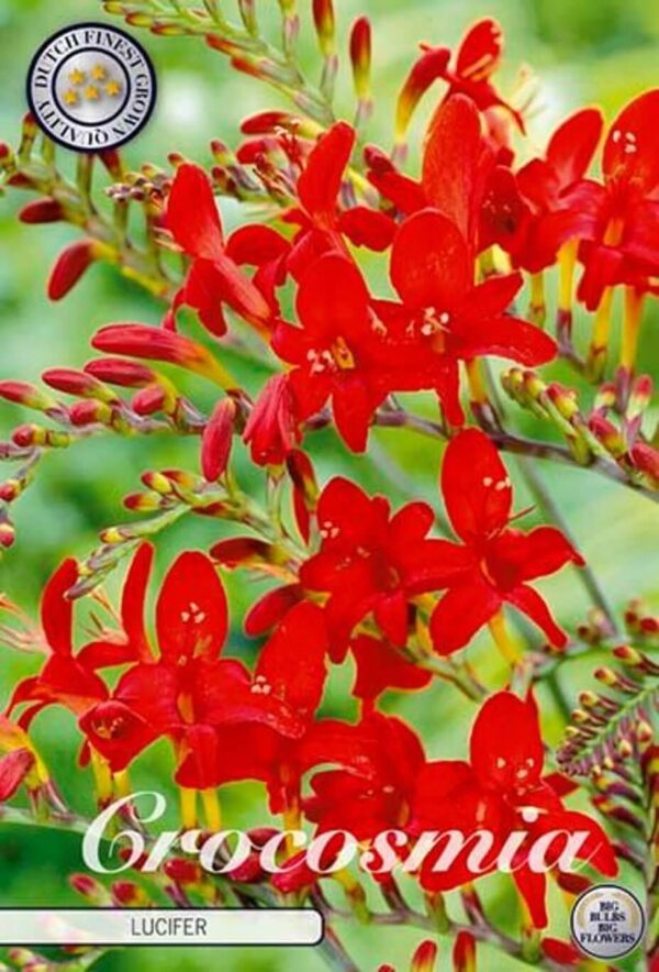 Crocosmia 'Lucifer'