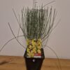 Cytisus mix
