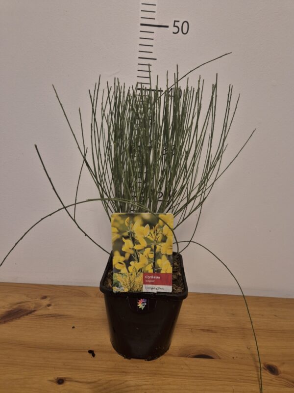 Cytisus mix