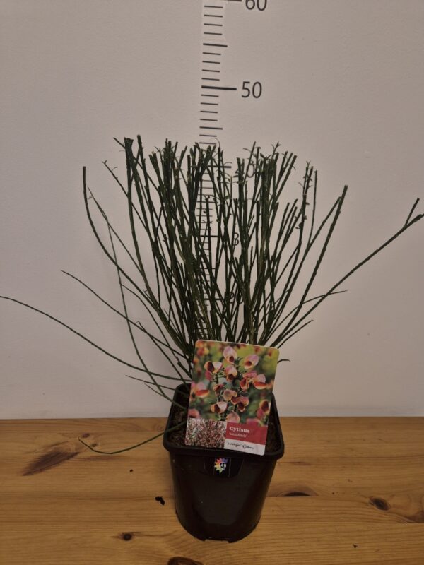 Cytisus mix