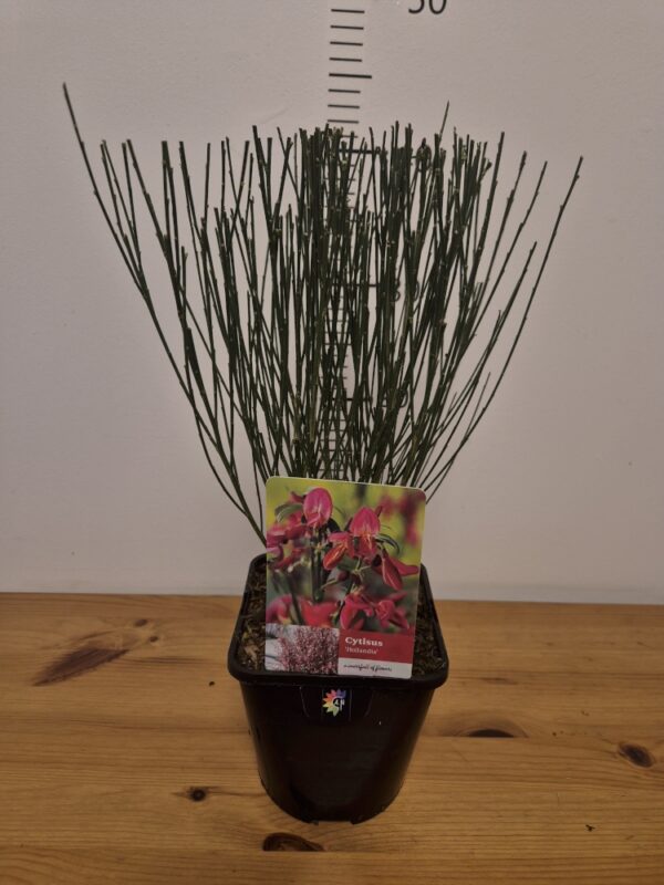 Cytisus mix