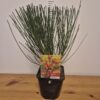 Cytisus mix