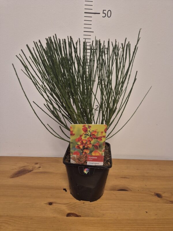 Cytisus mix