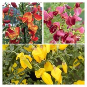 Cytisus mix