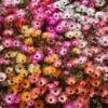 Delosperma mix