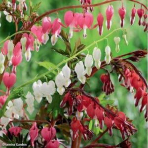 Dicentra spectabilis mix