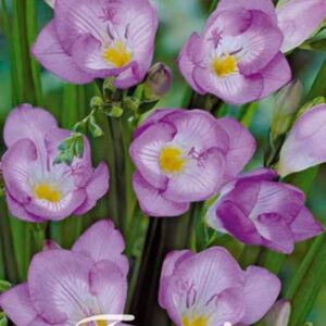 Freesia 'Purple'