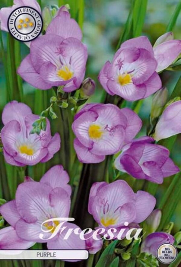 Freesia 'Purple'