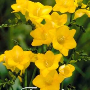 Freesia 'Yellow'