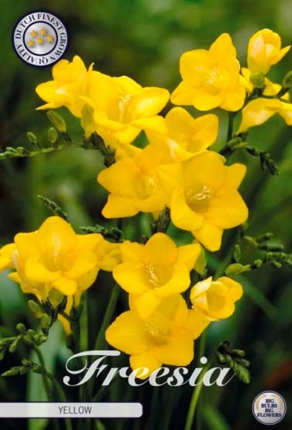 Freesia 'Yellow'