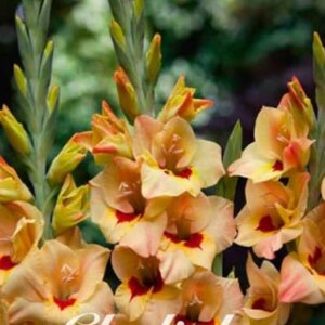 Gladiolus 'Bocelli'