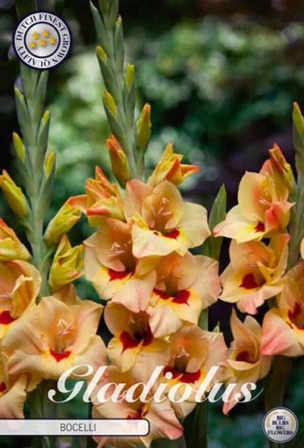 Gladiolus 'Bocelli'