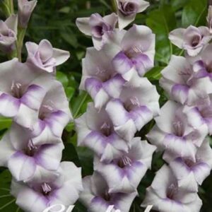 Gladiolus 'Candor Pasa'tvrtko Gladiolus 'Candor Pasa'