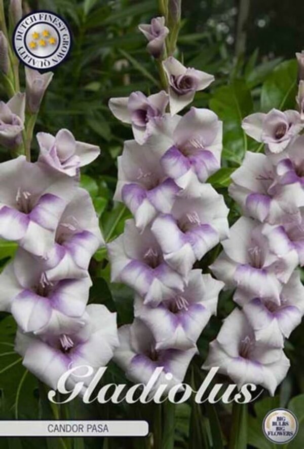 Gladiolus 'Candor Pasa'