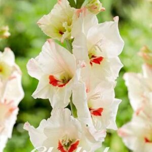 Gladiolus 'Candy Bar'