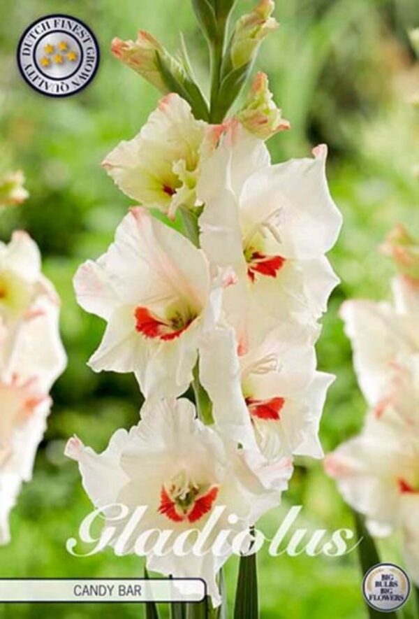 Gladiolus 'Candy Bar'