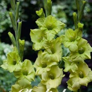 Gladiolus 'Dingadong'