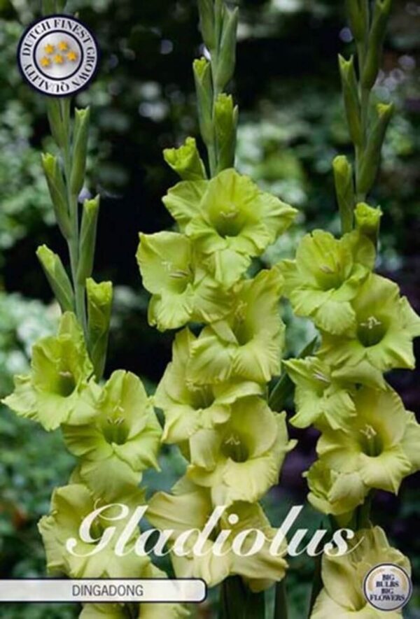 Gladiolus 'Dingadong'