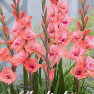 Gladiolus 'Whitney'