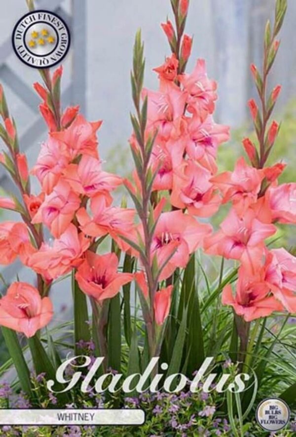 Gladiolus 'Whitney'