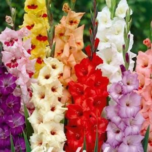 Gladiolus mix