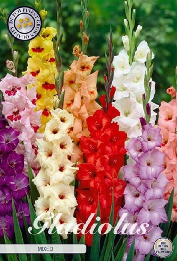 Gladiolus mix