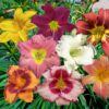 Hemerocallis mix