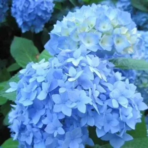 Hydrangea macrophylla blue