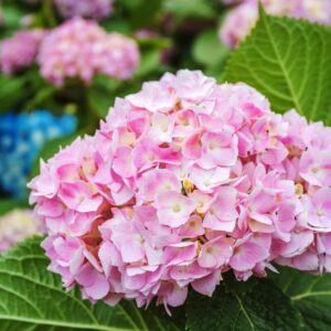 Hydrangea macrophylla pink