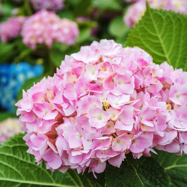 Hydrangea macr. pink Hydrangea macrophylla pink