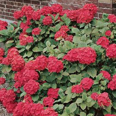 Hydrangea macr. red Hydrangea macrophylla red