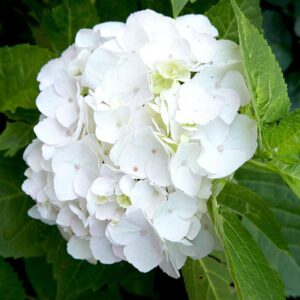 Hydrangea macrophylla white