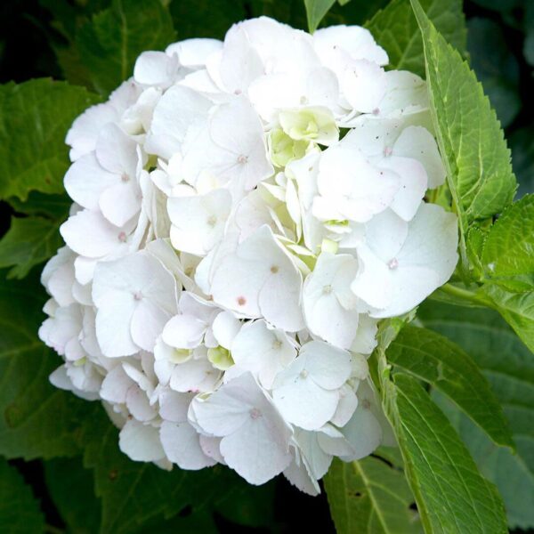 Hydrangea macr. white Hydrangea macrophylla white