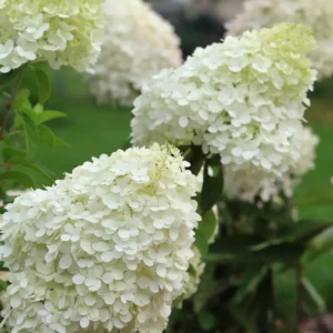 Hydrangea paniculata 'Grandiflora'