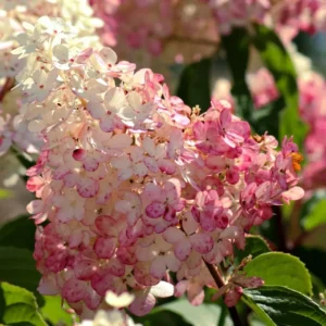 Hydrangea paniculata 'Pink Diamond'