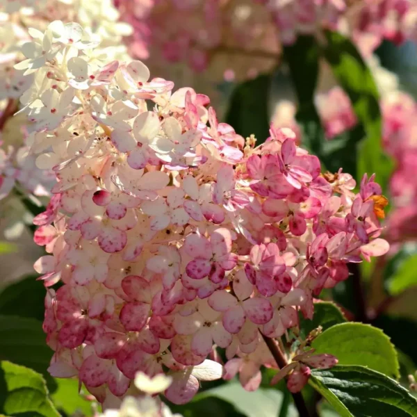 Hydrangea paniculata 'Pink Diamond'