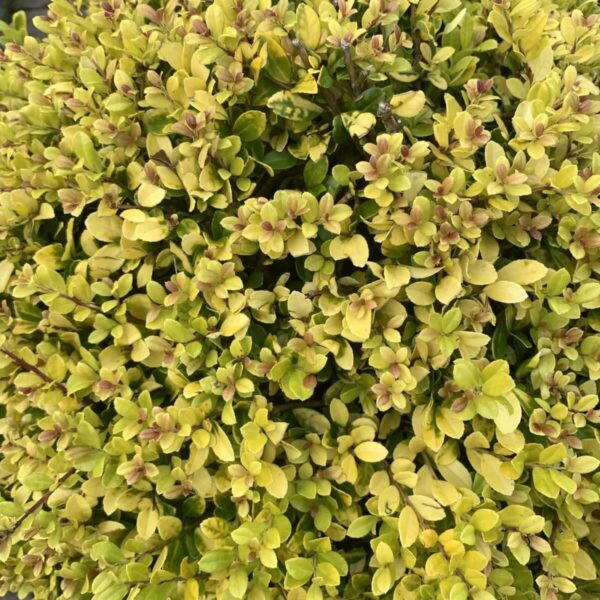 Ilex crenata 'Golden Gem' Ilex crenata 'Golden Gem'