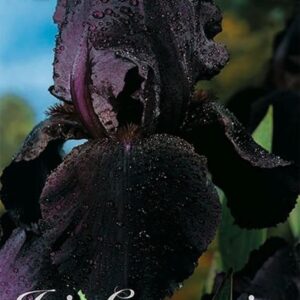 Iris germanica 'Black'