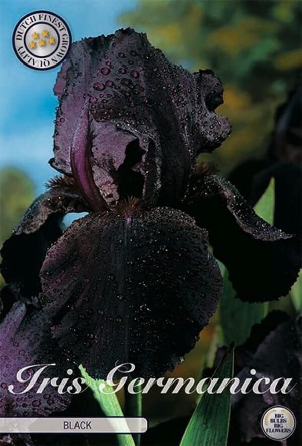 Iris germanica 'Black'