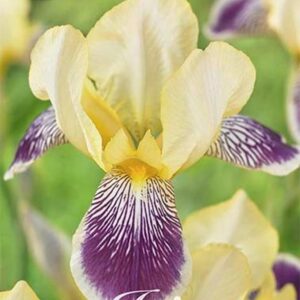 Iris germanica 'Nibelungen'