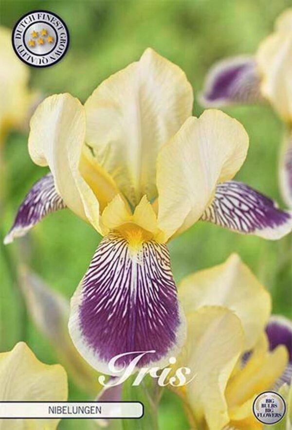 Iris germanica 'Nibelungen'
