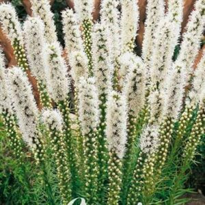 Liatris scariosa 'Alba'