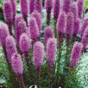 Liatris spicata