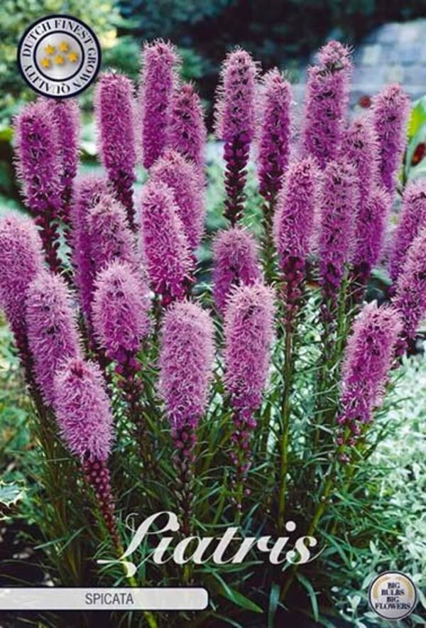 Liatris spicata