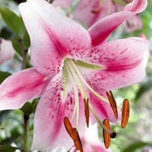 Lilium 'Anastasia'