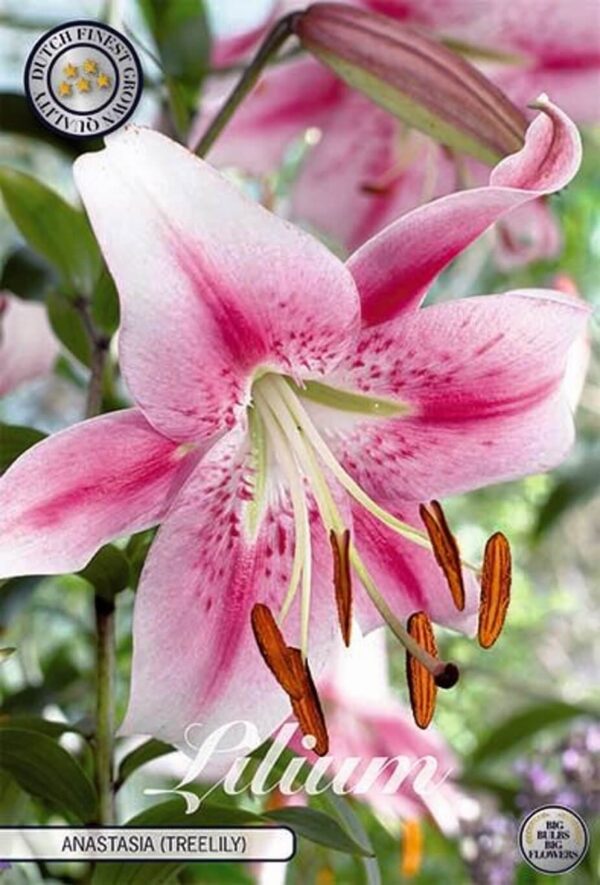 Lilium 'Anastasia'