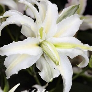 Lilium 'Bowl of Beauty'tvrtko Lilium 'Bowl of Beauty'